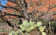Capitol Butte Hike near Sedona Arizona